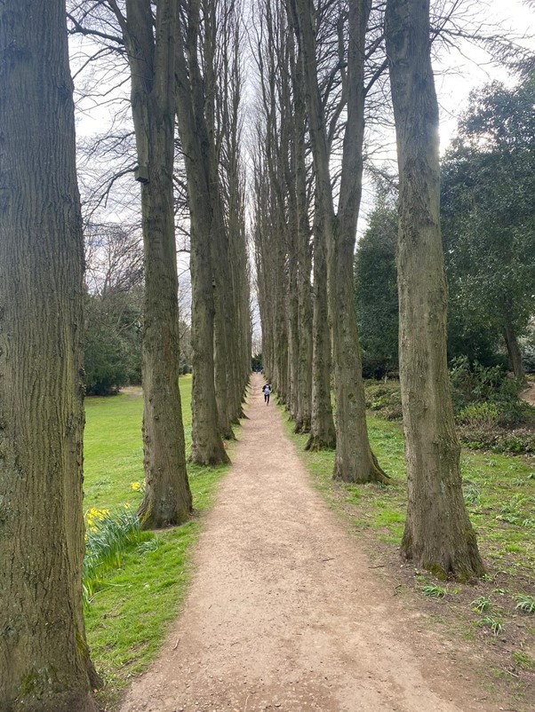 A photo of a path with tall leafless trees on either side, with a few daffodils growing on the left, and a person walking away.