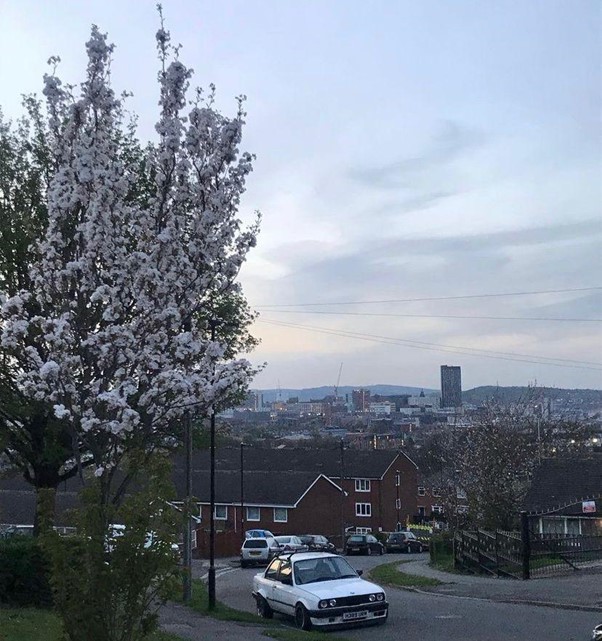 A photo of a blossom tree on the left, with a car and houses on the right, and in the background a city landscape with cranes and tower blocks.