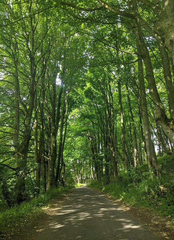 A photo of a path with tall trees on either side, joining at the top with sunlight coming through.