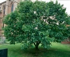 A photo of a black mulberry tree in full leaf, with a church seen partially in the background.