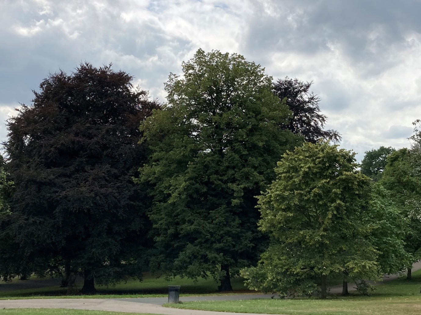 A photo of several large trees in full leaf, in a park.